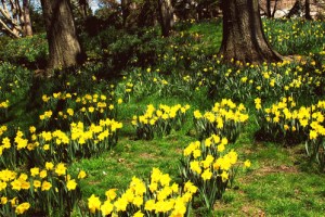 beautiful flowers from the brooklyn botanical gardens