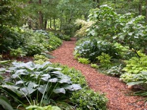 hostas at the south carolina botanical gardens