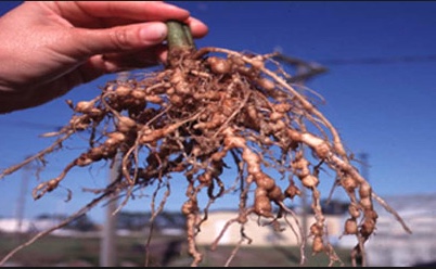 Screen Shot 2017-08-09 at 6.17.50 PM